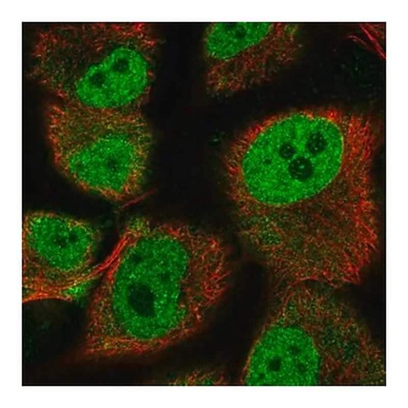 Merck Anti-HEY1 antibody produced in rabbit