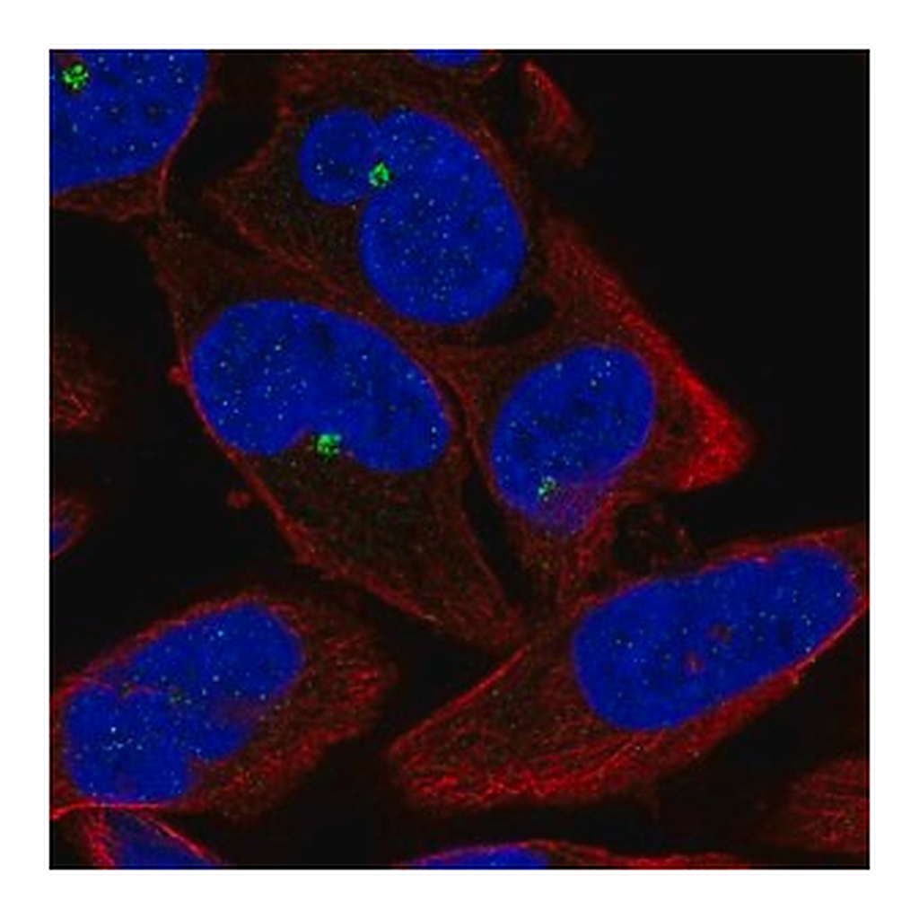 Merck Anti-ZNF766 antibody produced in rabbit