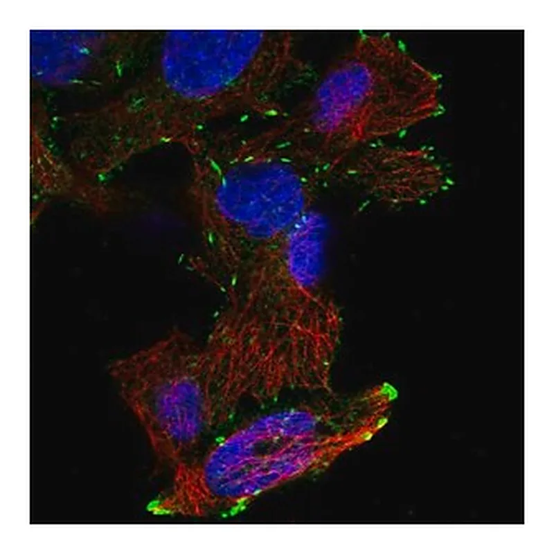 Merck Anti-DOK6 antibody produced in rabbit