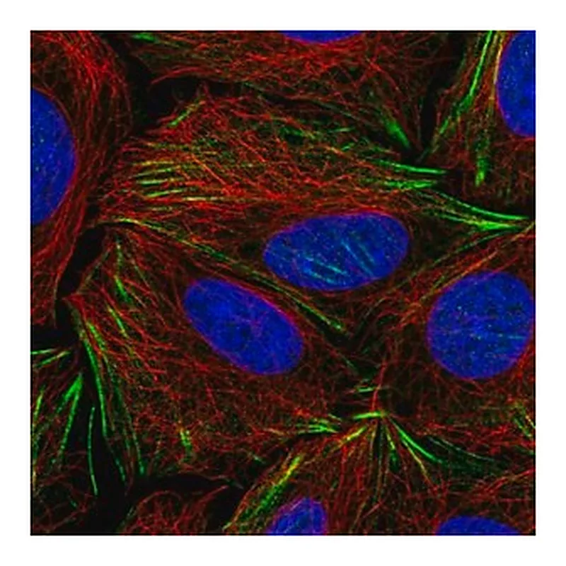 Merck Anti-PDRG1 antibody produced in rabbit
