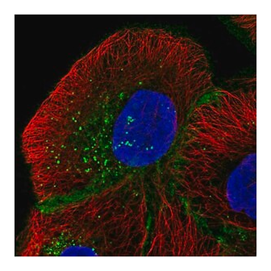 Merck Anti-MPZL1 antibody produced in rabbit