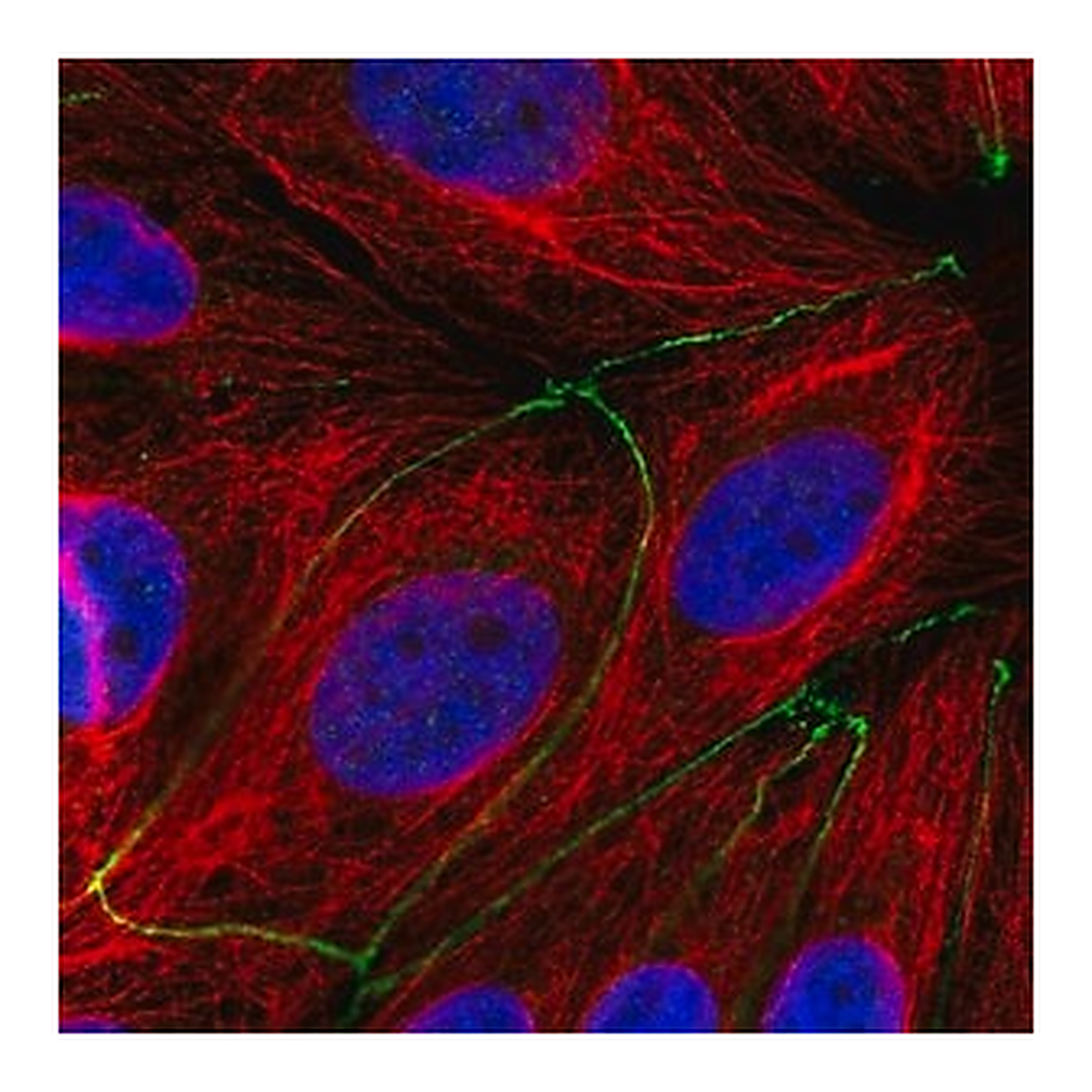 Merck Anti-TMEM186 antibody produced in rabbit
