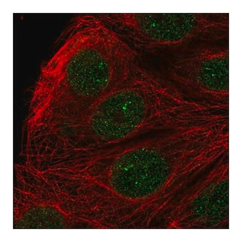Merck Anti-ZFAT antibody produced in rabbit