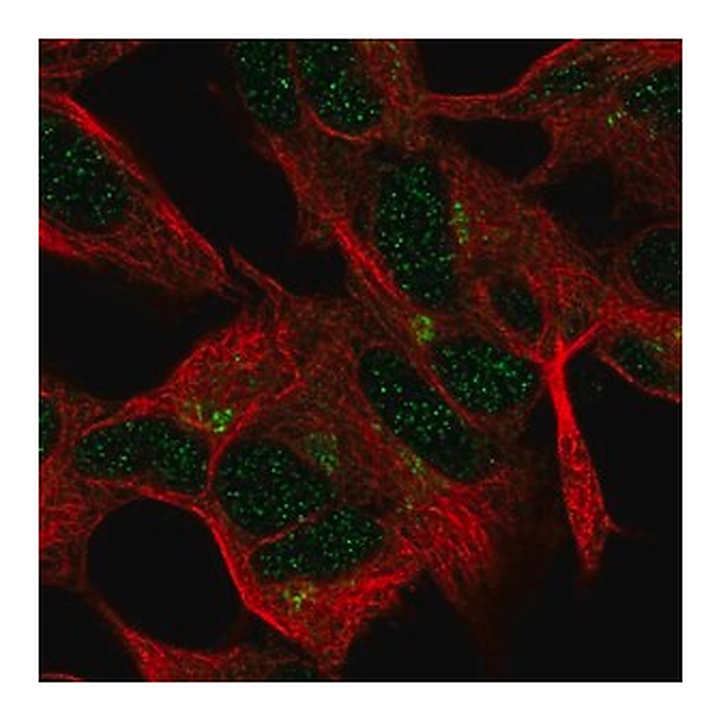 Merck Anti-FEM1A antibody produced in rabbit