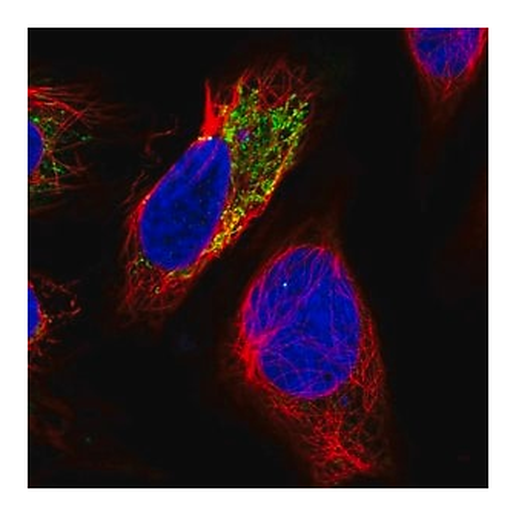 Merck Anti-PHYKPL antibody produced in rabbit