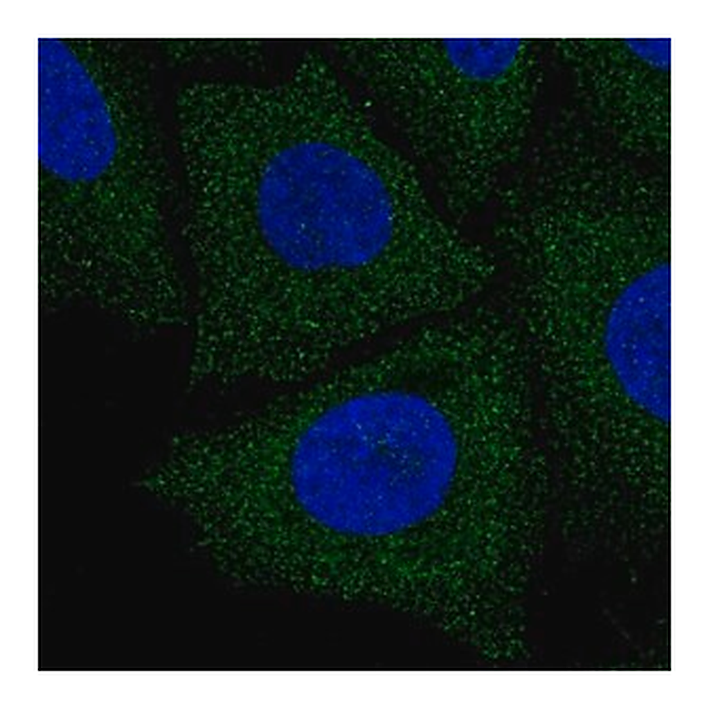 Merck Anti-LIX1L antibody produced in rabbit