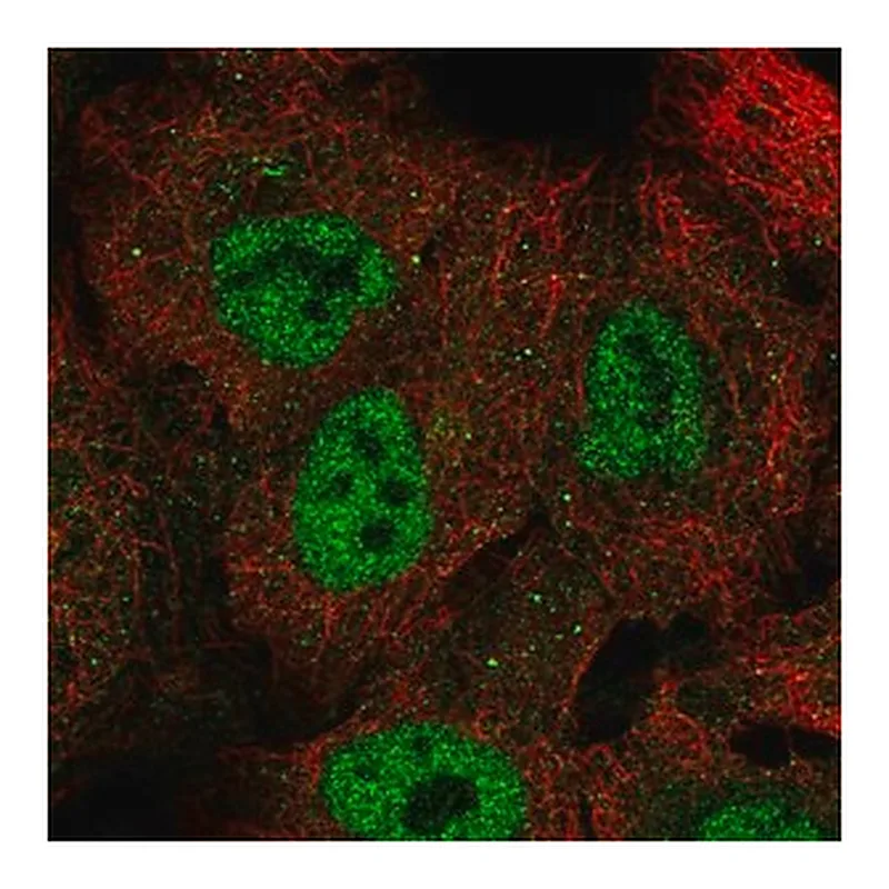 Merck Anti-NUP98 antibody produced in rabbit