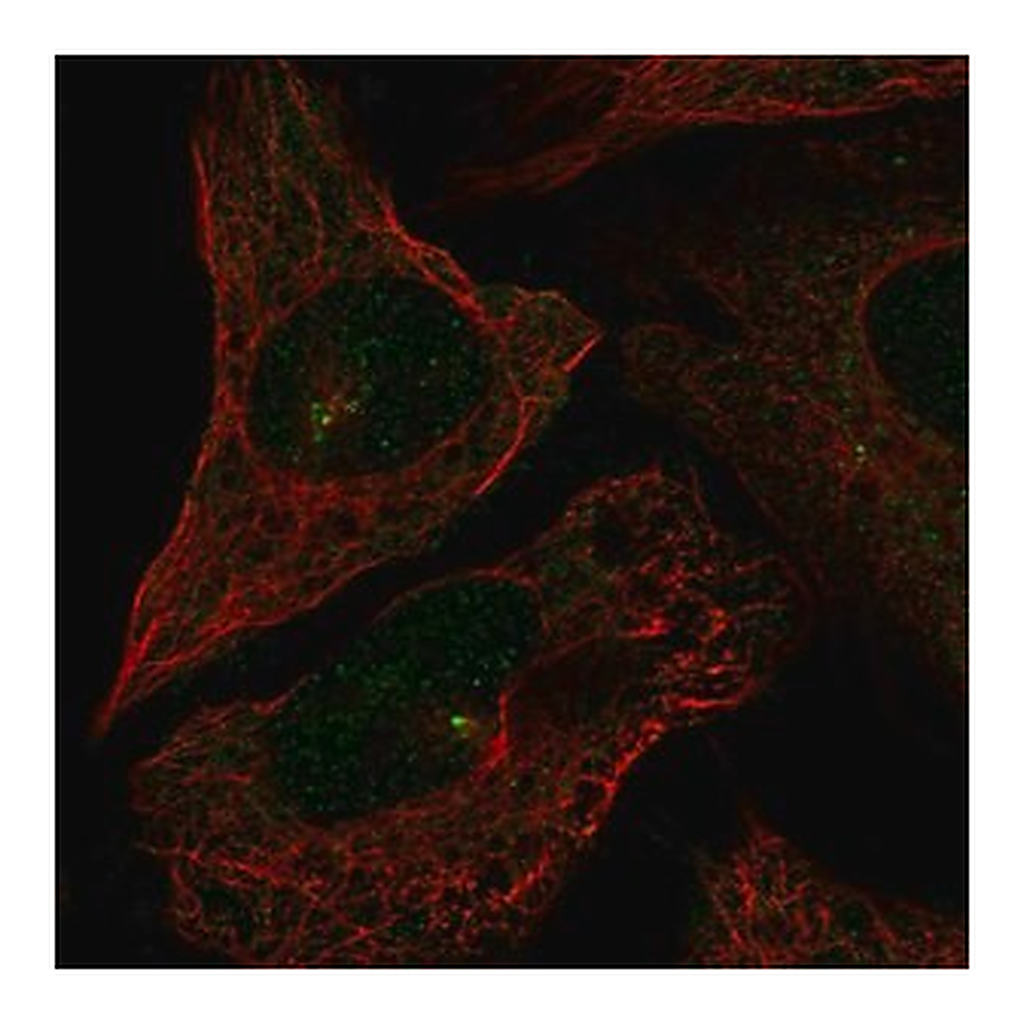 Merck Anti-CEP72 antibody produced in rabbit
