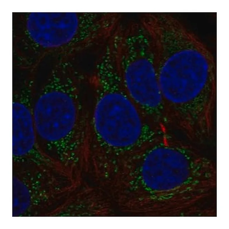 Merck Anti-MTHFD1L antibody produced in rabbit