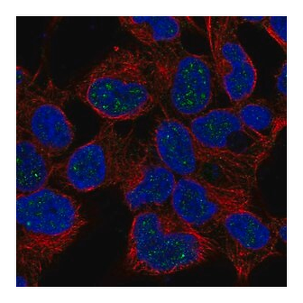 Merck Anti-NKX2-4 antibody produced in rabbit