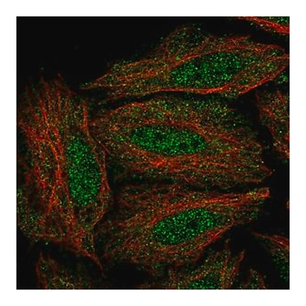 Merck Anti-DYRK3 antibody produced in rabbit