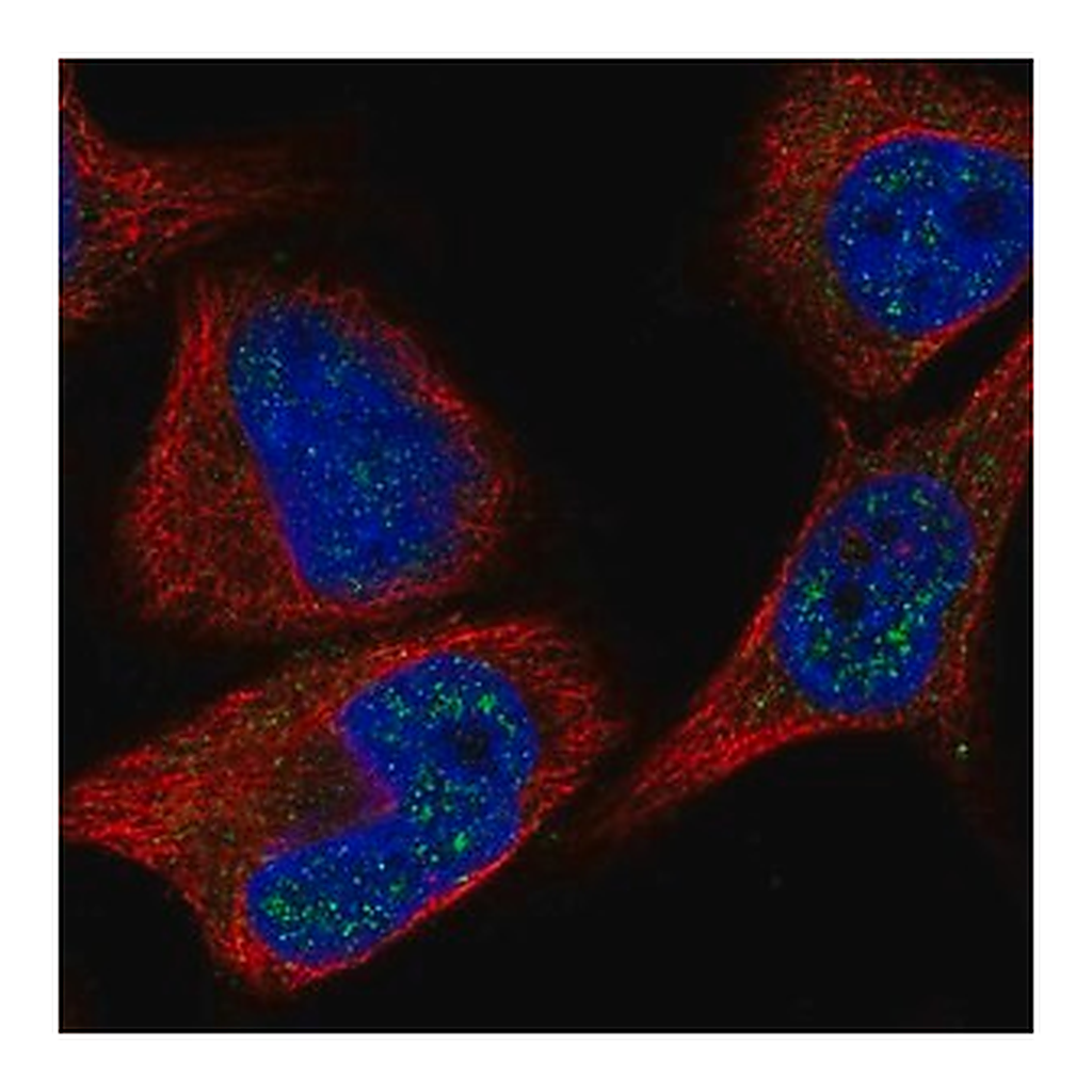 Merck Anti-C8orf46 antibody produced in rabbit