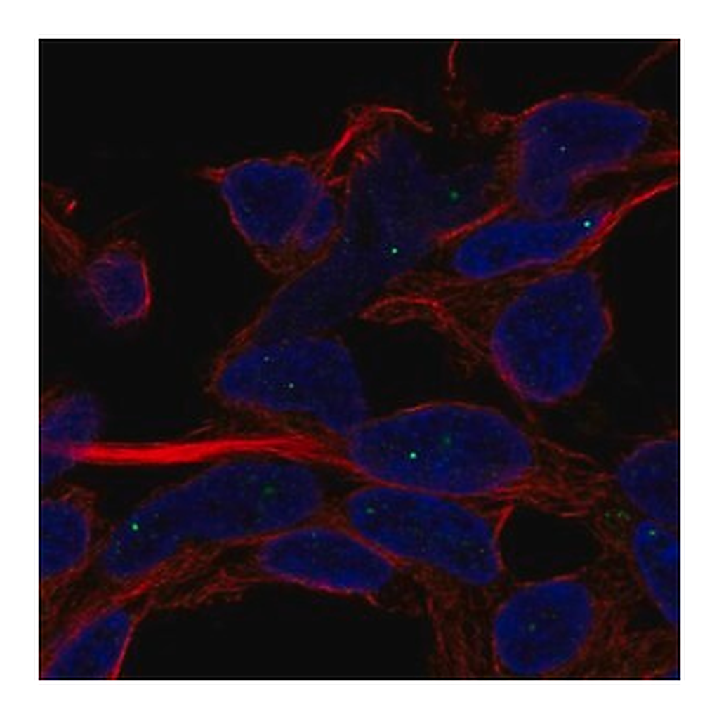 Merck Anti-SERF1A antibody produced in rabbit
