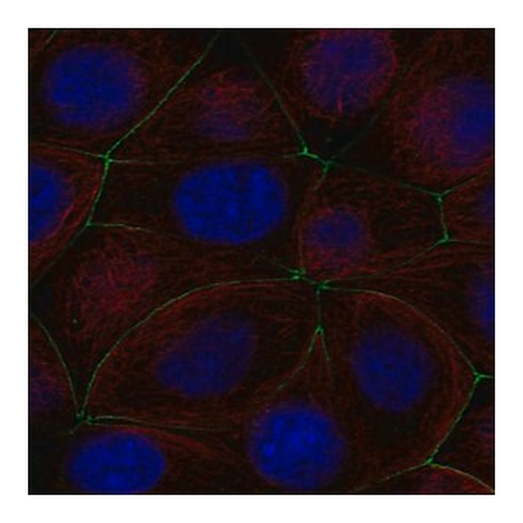 Merck Anti-PGLYRP2 antibody produced in rabbit