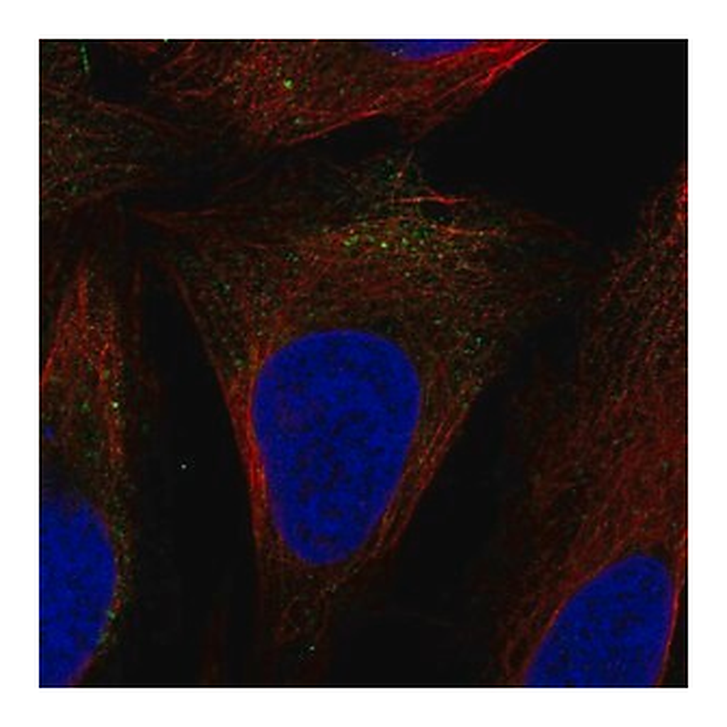 Merck Anti-SLC9A7 antibody produced in rabbit