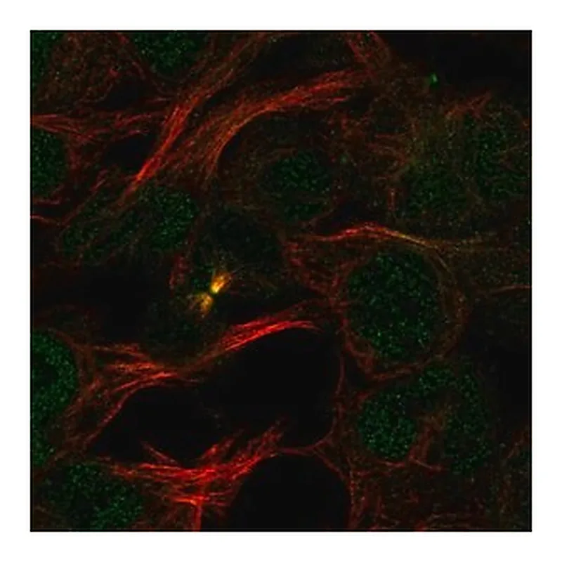 Merck Anti-PDCD2 antibody produced in rabbit