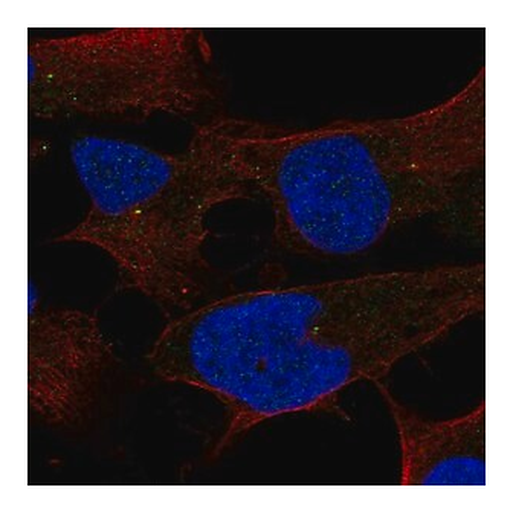 Merck Anti-ST7L antibody produced in rabbit