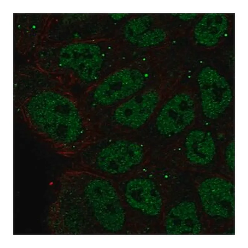 Merck Anti-ZNF585B antibody produced in rabbit
