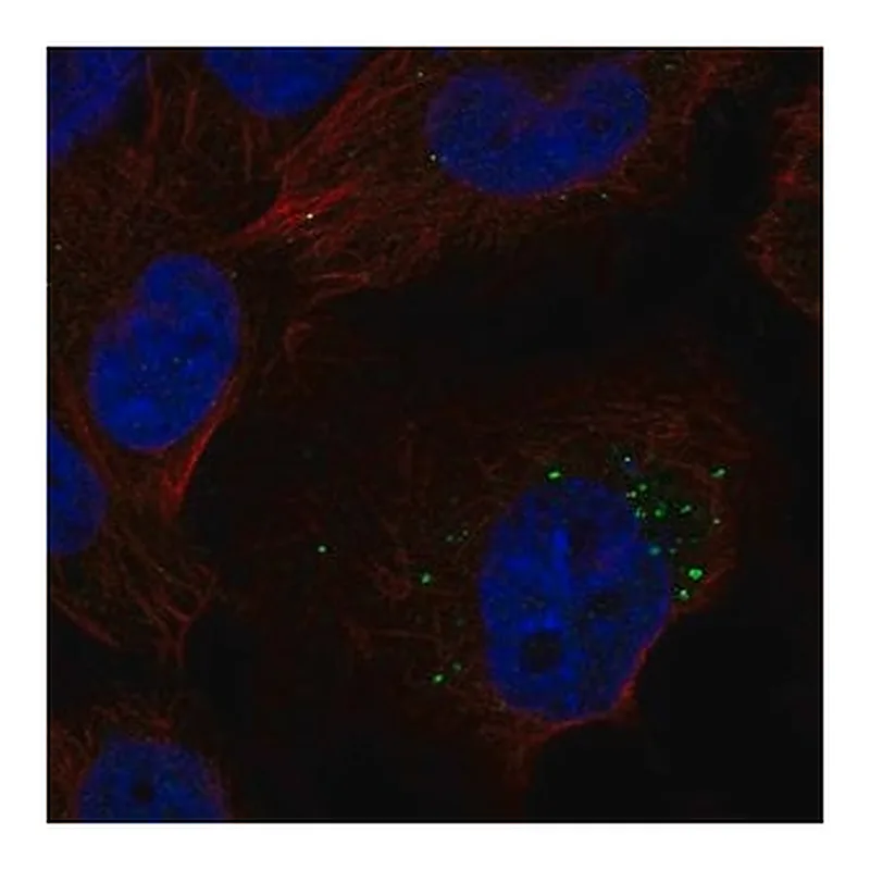 Merck Anti-S1PR1 antibody produced in rabbit