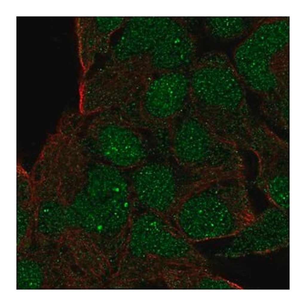 Merck Anti-GSC antibody produced in rabbit