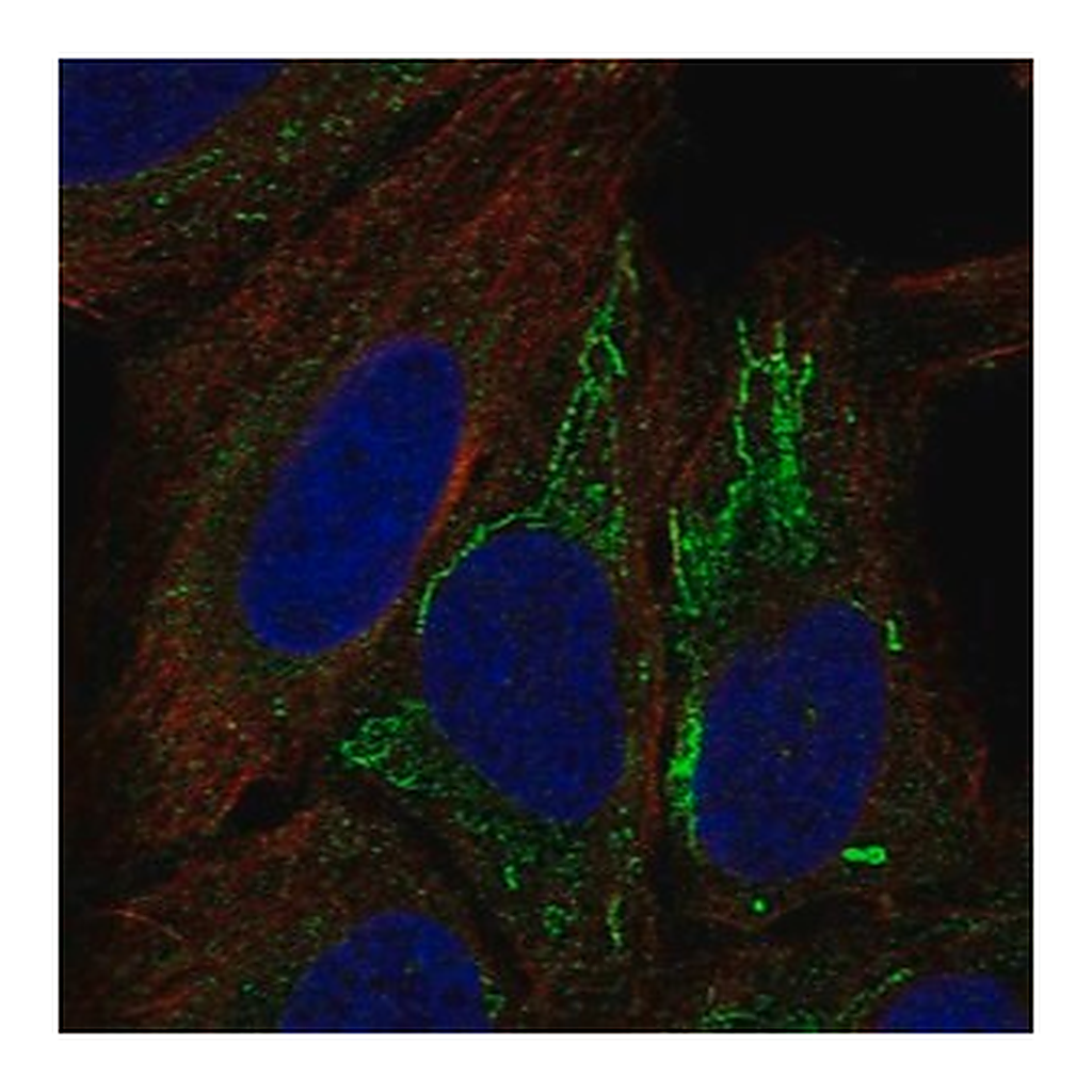Merck Anti-MT-ND4L antibody produced in rabbit