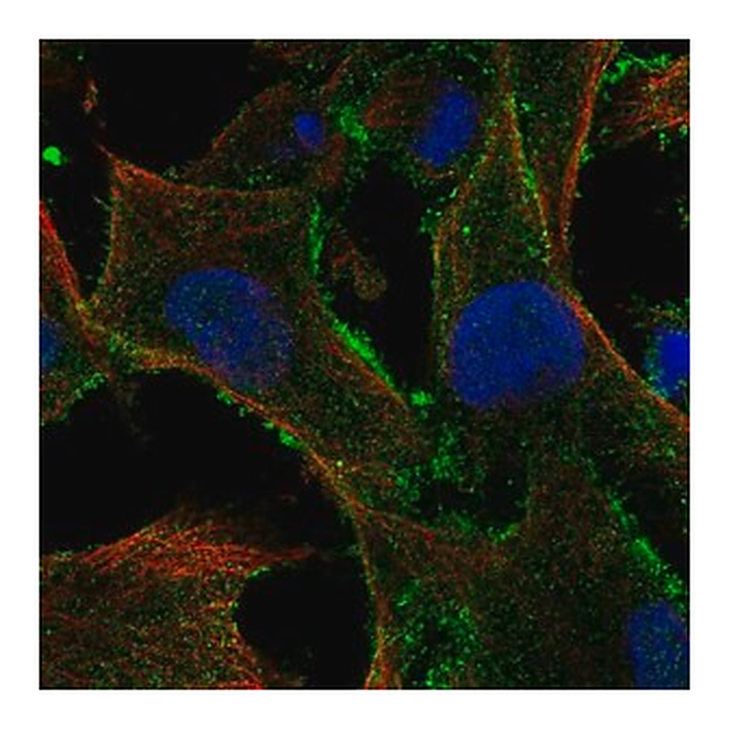 Merck Anti-TBC1D10A antibody produced in rabbit