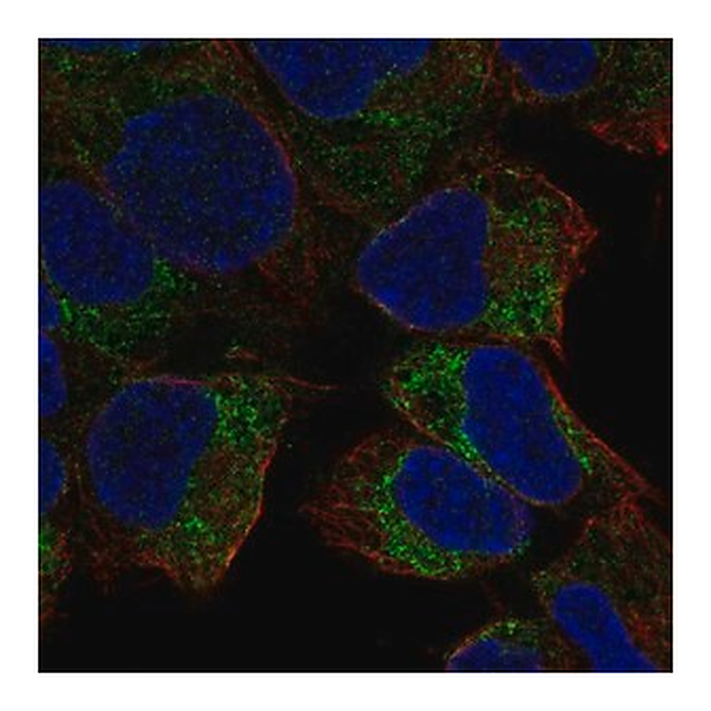 Merck Anti-PREX2 antibody produced in rabbit
