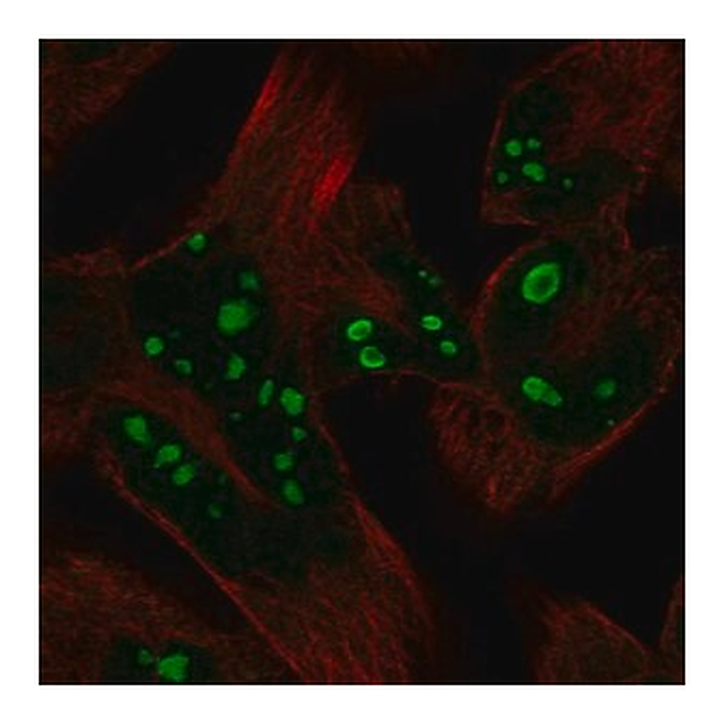 Merck Anti-HERPUD2 antibody produced in rabbit