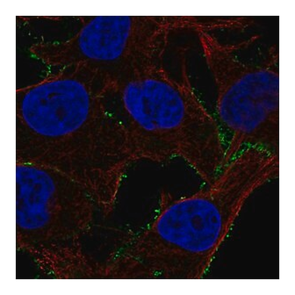 Merck Anti-PDE4A antibody produced in rabbit