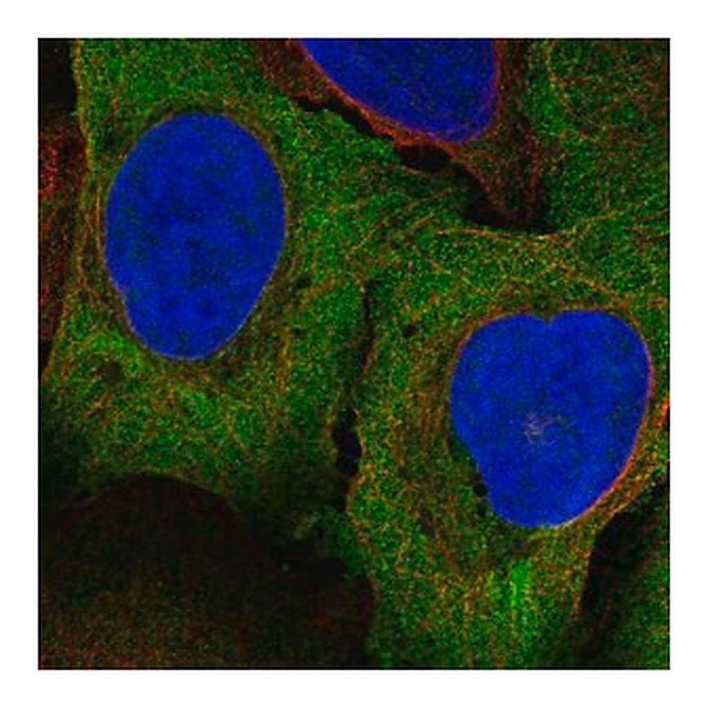 Merck Anti-PAIP1 antibody produced in rabbit