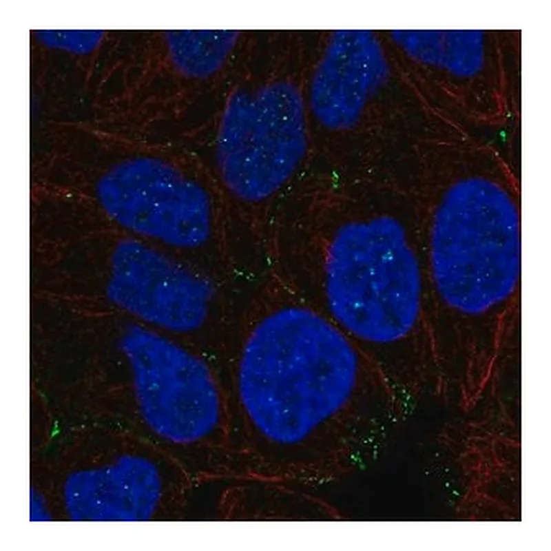 Merck Anti-NHS antibody produced in rabbit