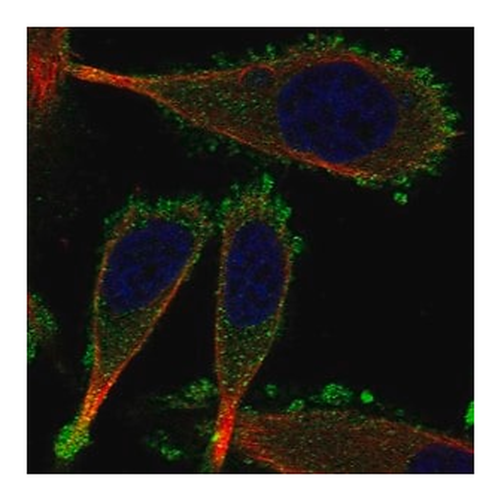 Merck Anti-KRT75 antibody produced in rabbit