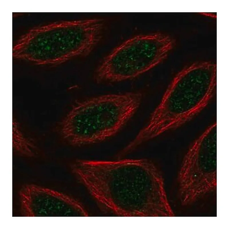 Merck Anti-CSRNP2 antibody produced in rabbit