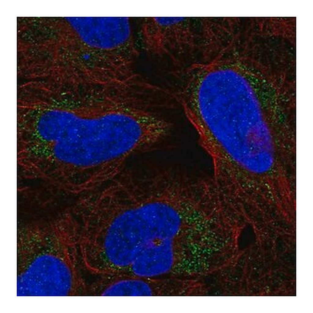 Merck Anti-ARHGAP20 antibody produced in rabbit