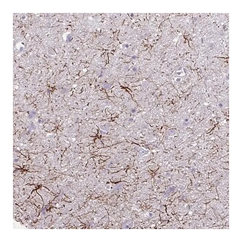 Merck Anti-TENM4 antibody produced in rabbit