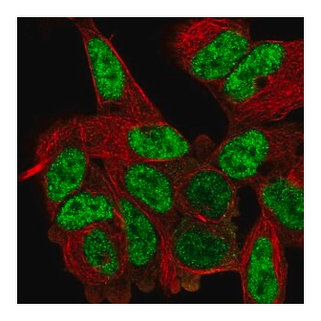 Merck Anti-DVL2 antibody produced in rabbit