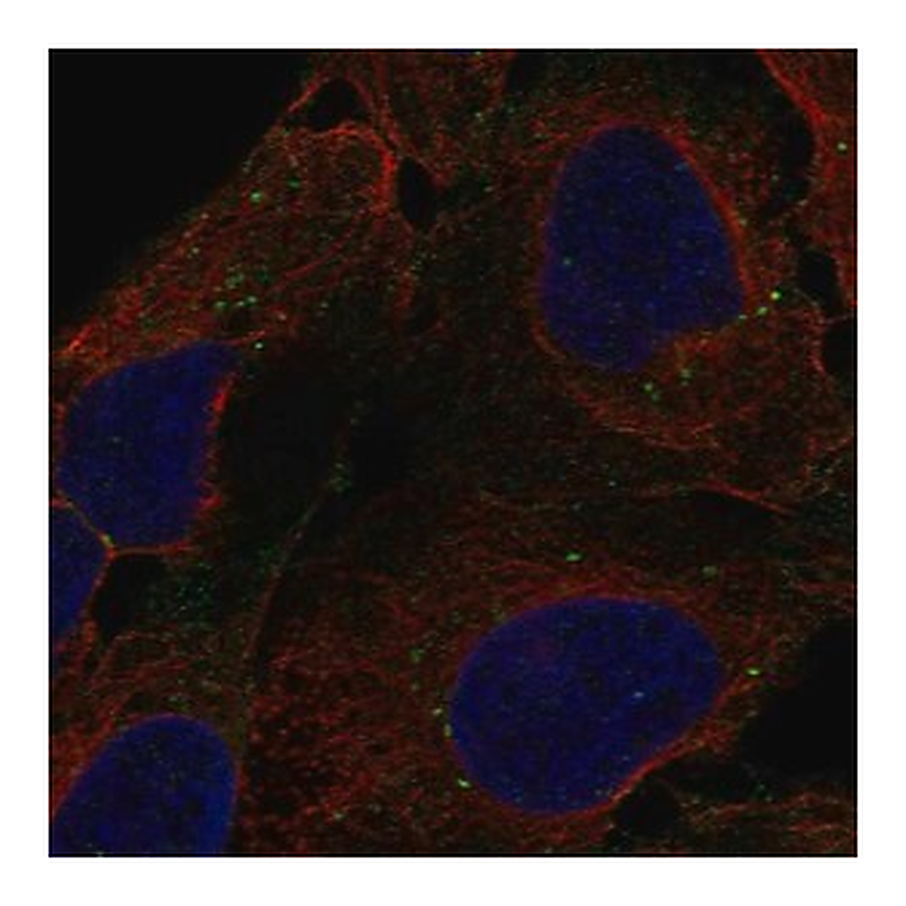 Merck Anti-DENND3 antibody produced in rabbit