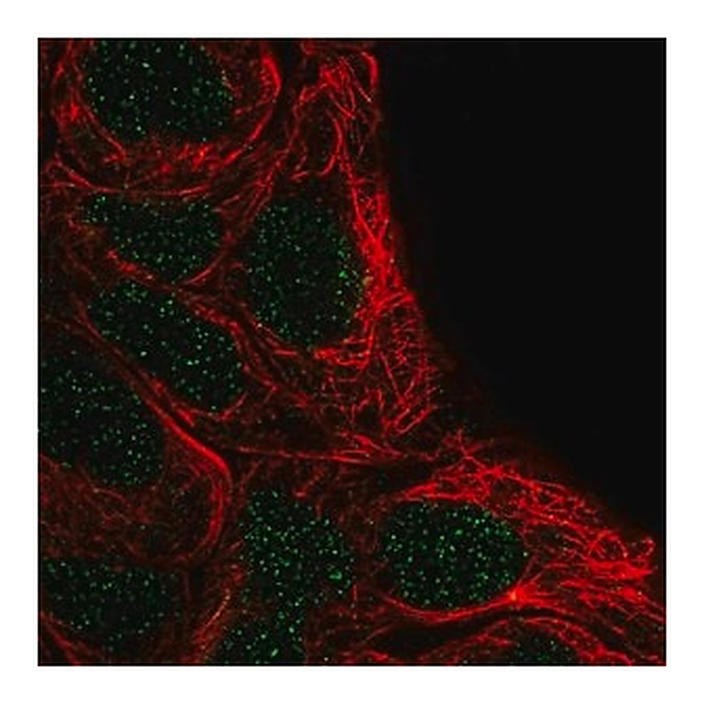 Merck Anti-FSBP antibody produced in rabbit