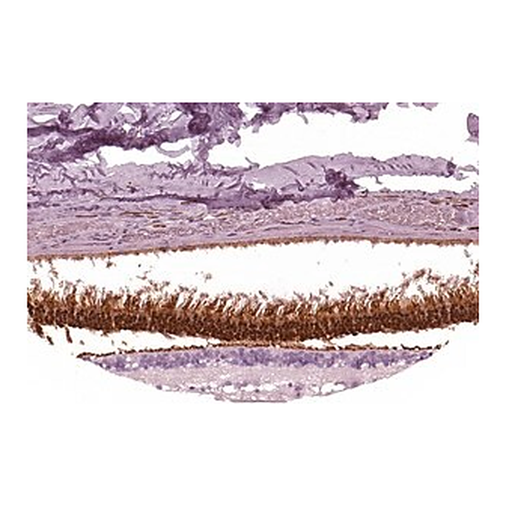 Merck Anti-AIPL1 antibody produced in rabbit