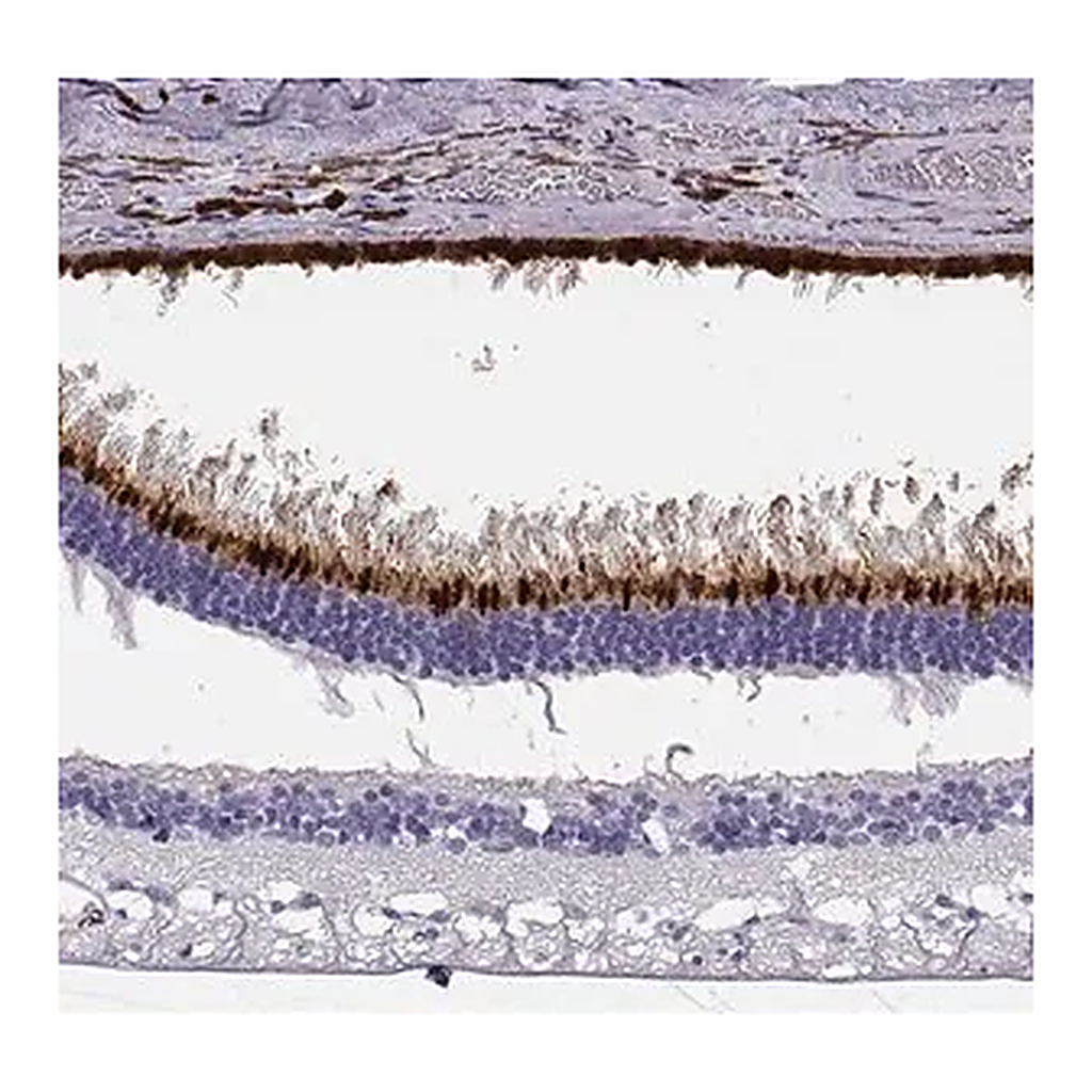 Merck Anti-OPN5 antibody produced in rabbit