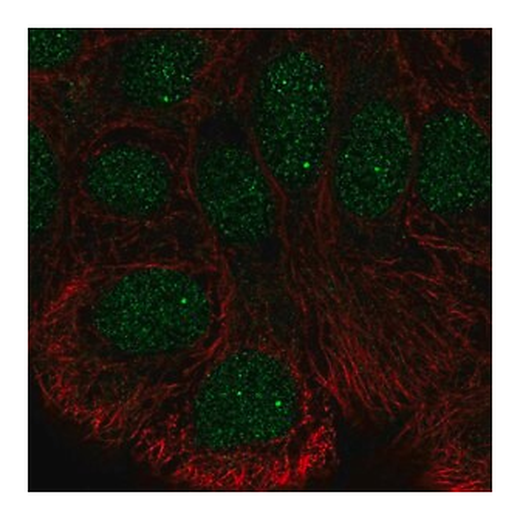 Merck Anti-STK35 antibody produced in rabbit