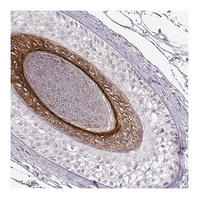Merck Anti-KRT26 antibody produced in rabbit