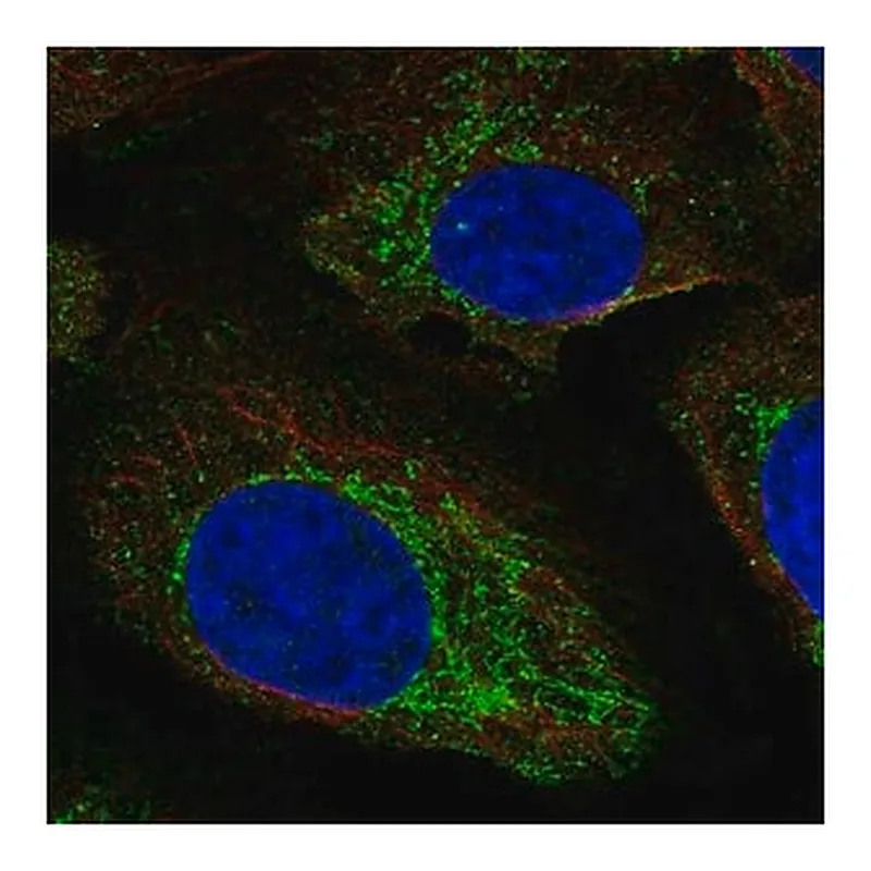 Merck Anti-NAGS antibody produced in rabbit