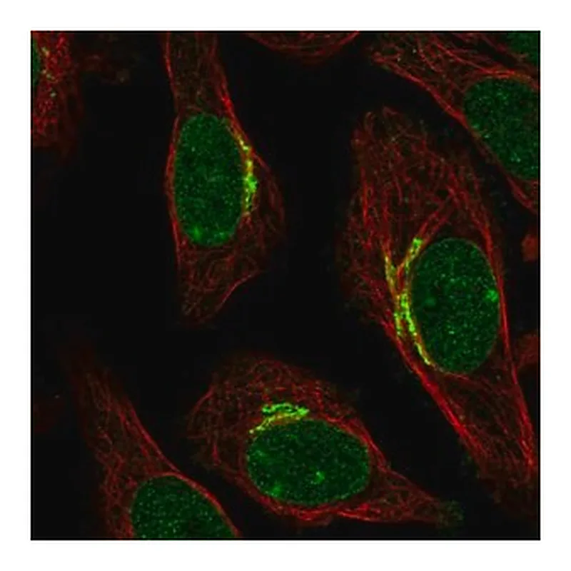 Merck Anti-SIPA1L2 antibody produced in rabbit