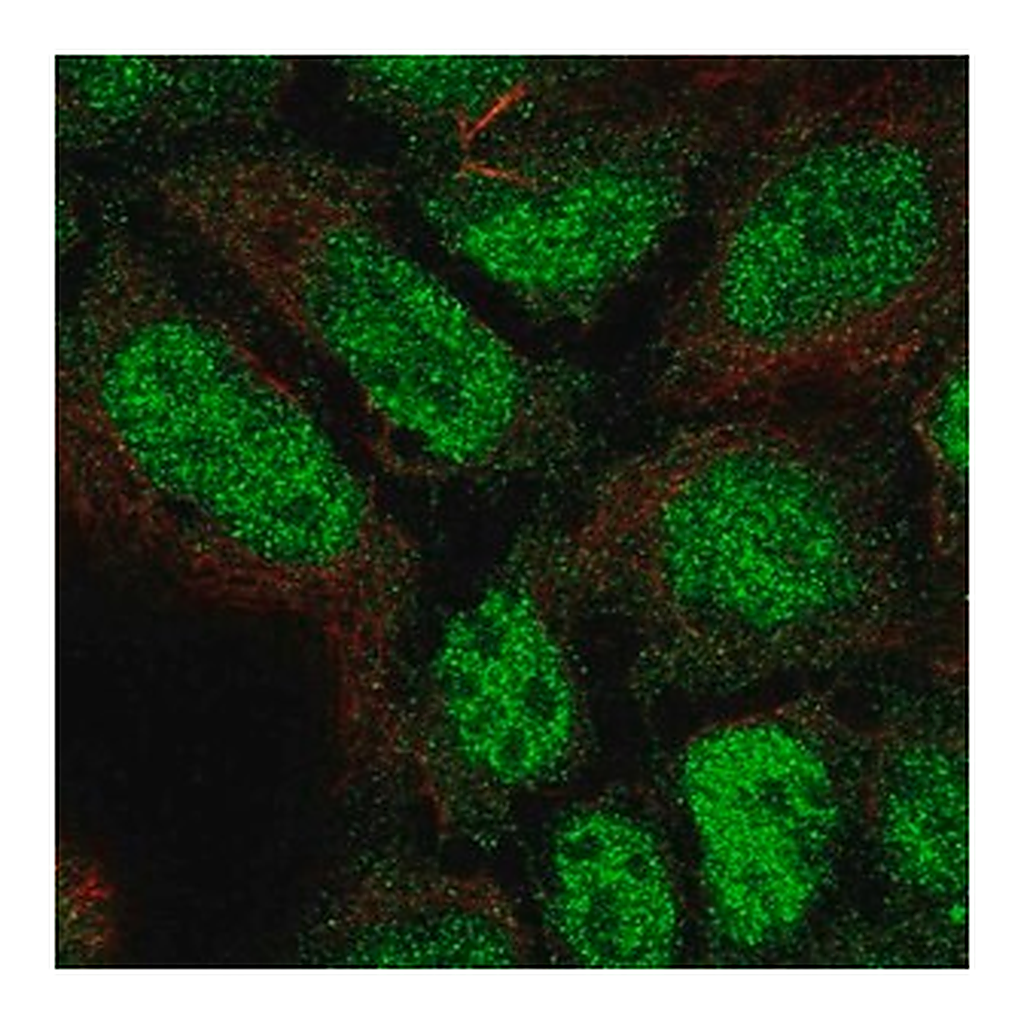 Merck Anti-PLEKHG1 antibody produced in rabbit