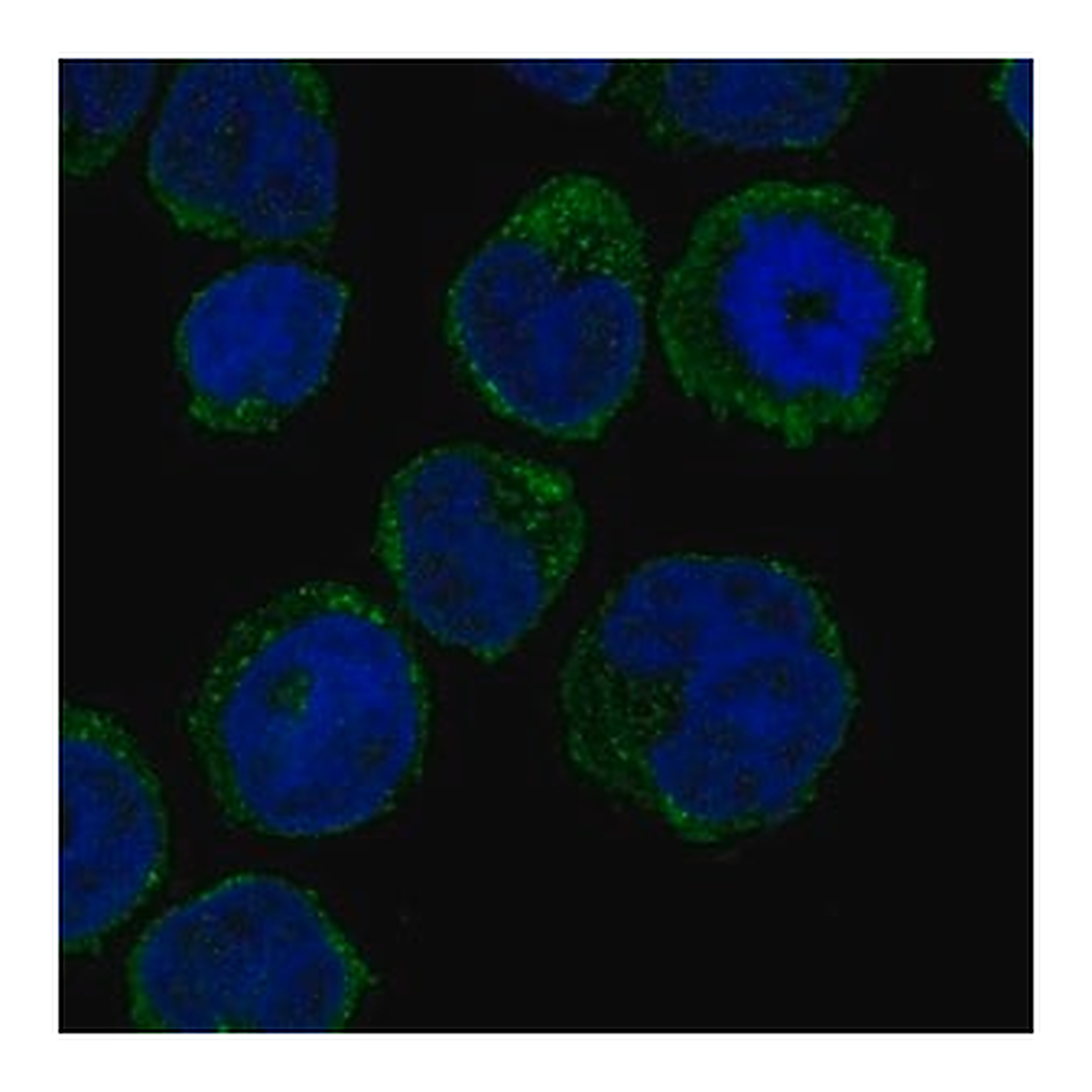 Merck Anti-GCSAML antibody produced in rabbit