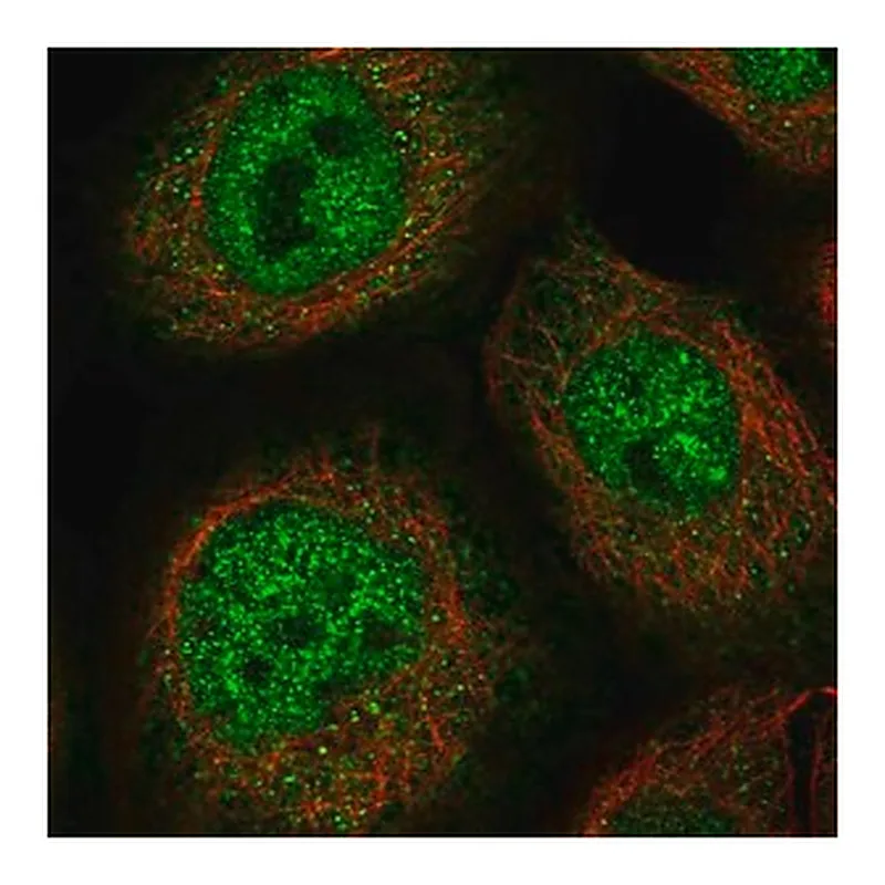 Merck Anti-ZSCAN26 antibody produced in rabbit