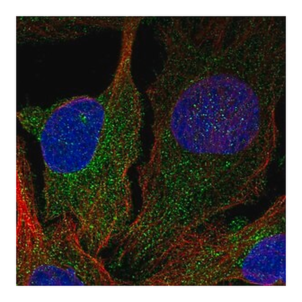 Merck Anti-DGKD antibody produced in rabbit