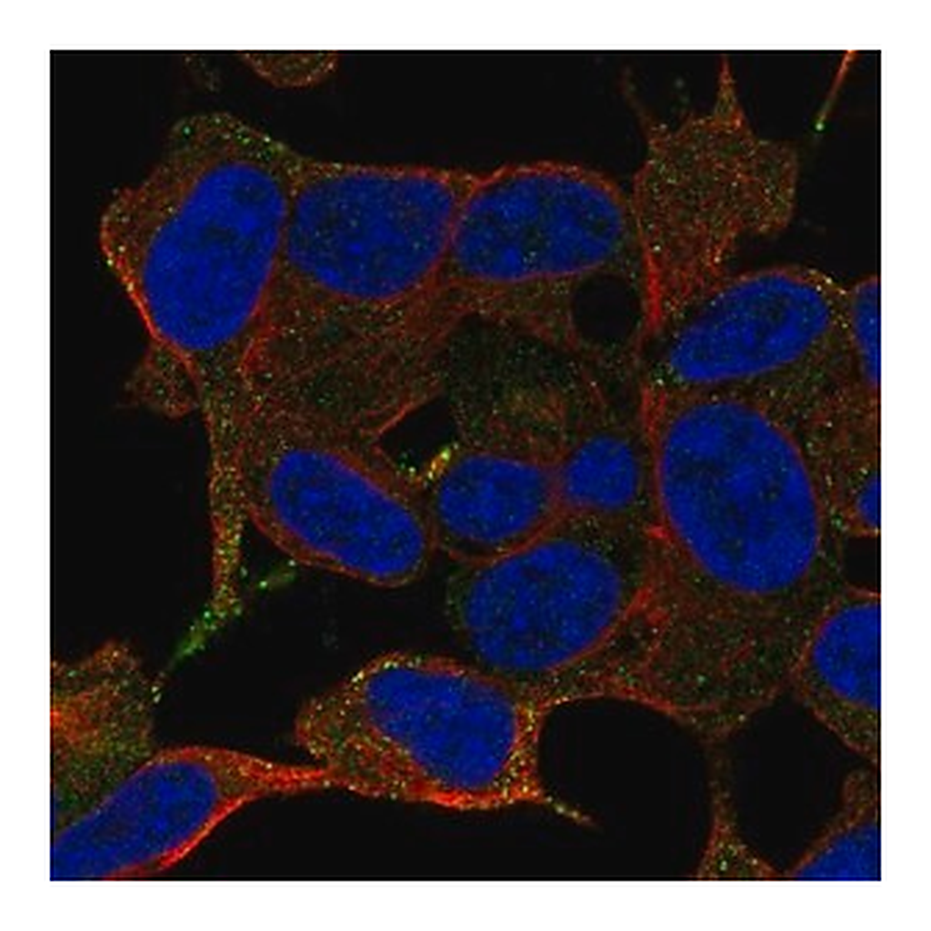 Merck Anti-LRRC24 antibody produced in rabbit