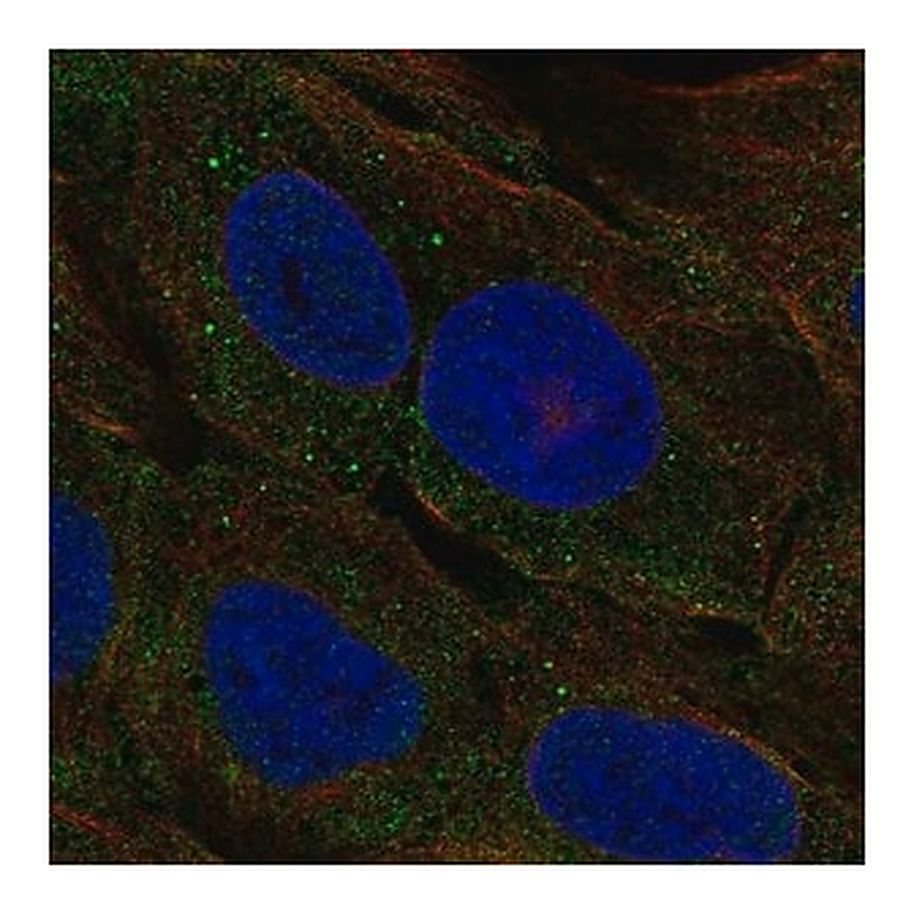 Merck Anti-CELA3A antibody produced in rabbit